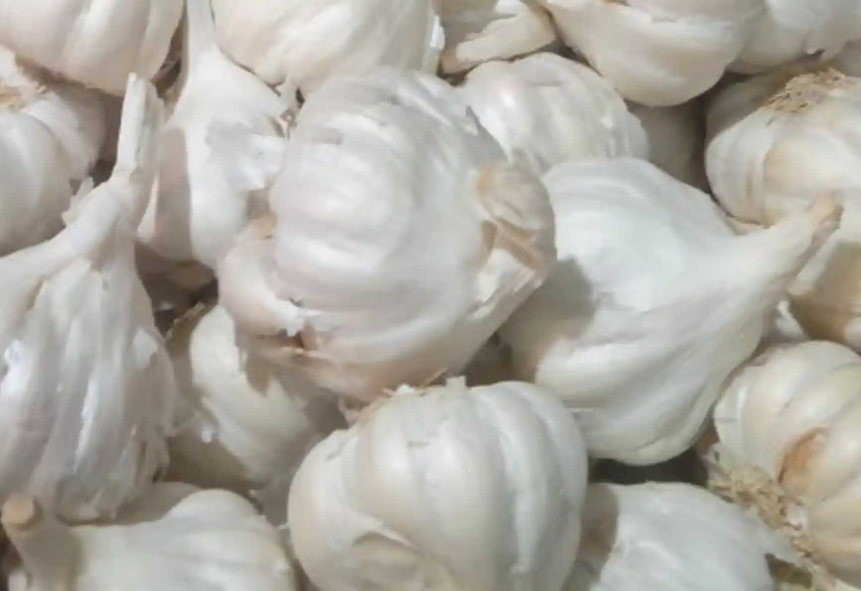 Garlic